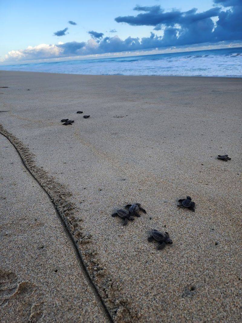 Playa Escobilla, Santa María Tonameca, Oaxaca, Mexico