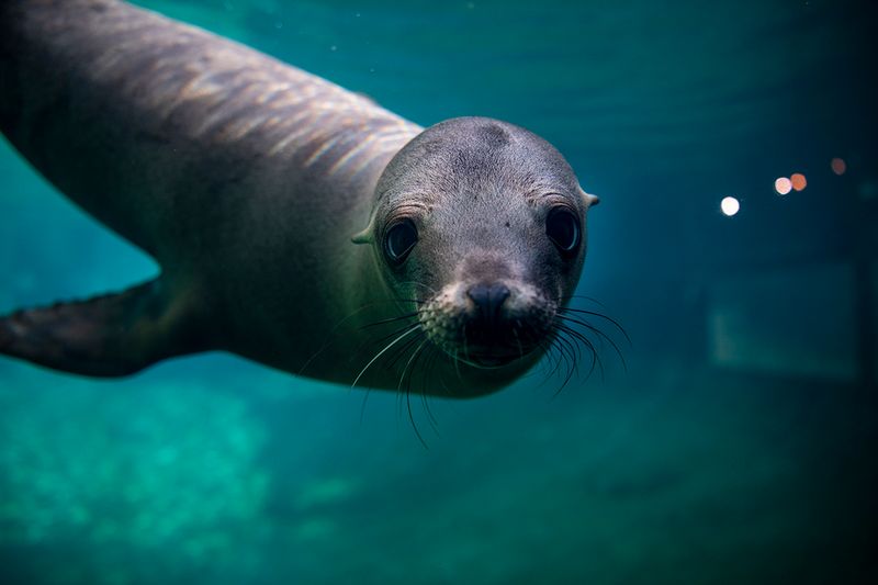 Point Defiance Zoo and Aquarium, Tacoma