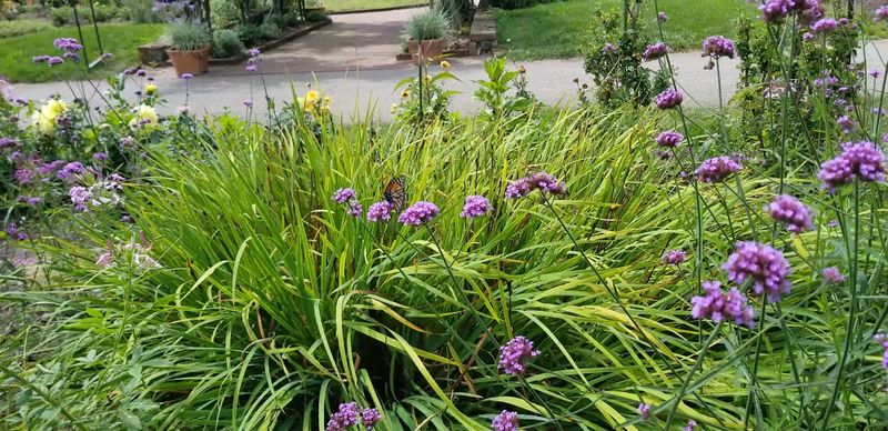Pollinators Everywhere You Look Pollinators Everywhere You Look