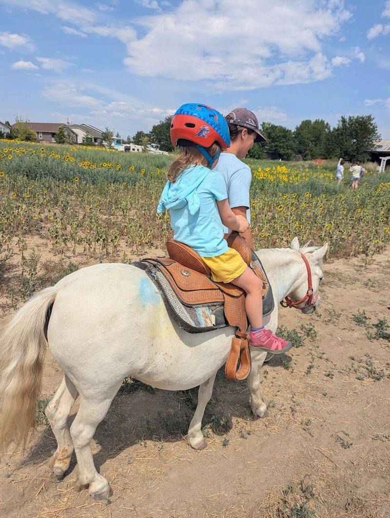 Pony Rides and the Joy of a First Ride Pony Rides and the Joy of a First Ride