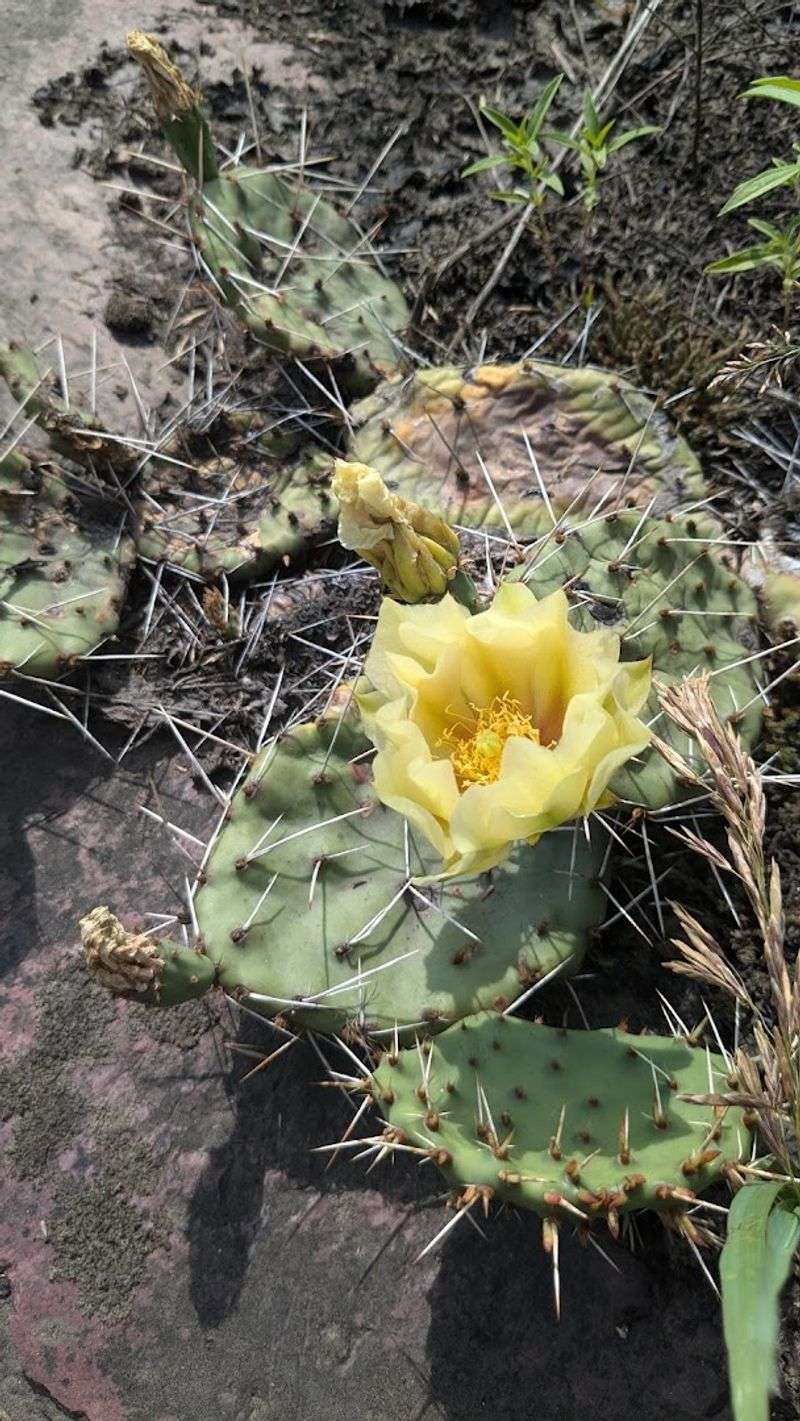 Prickly Pear Cactus Growing Wild in Minnesota Prickly Pear Cactus Growing Wild in Minnesota