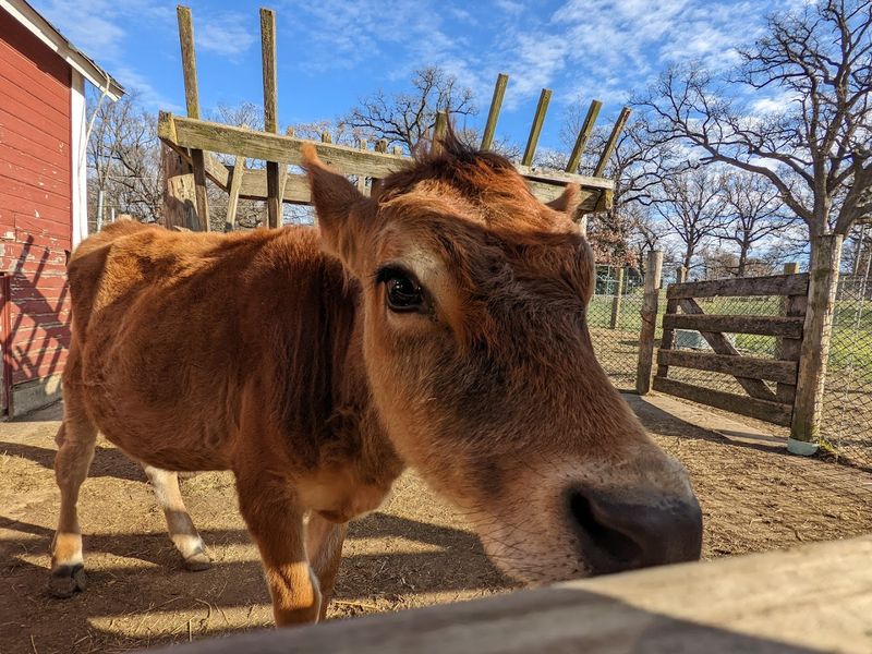 Primrose Farm — St. Charles, Illinois