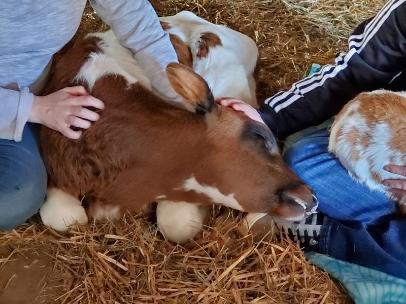 Private Animal Cuddling Sessions for a More Intimate Connection Private Animal Cuddling Sessions for a More Intimate Connection