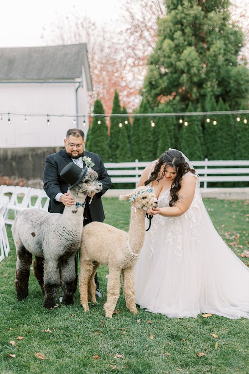 Private Events, Weddings, and Renting an Alpaca for Your Party Private Events, Weddings, and Renting an Alpaca for Your Party