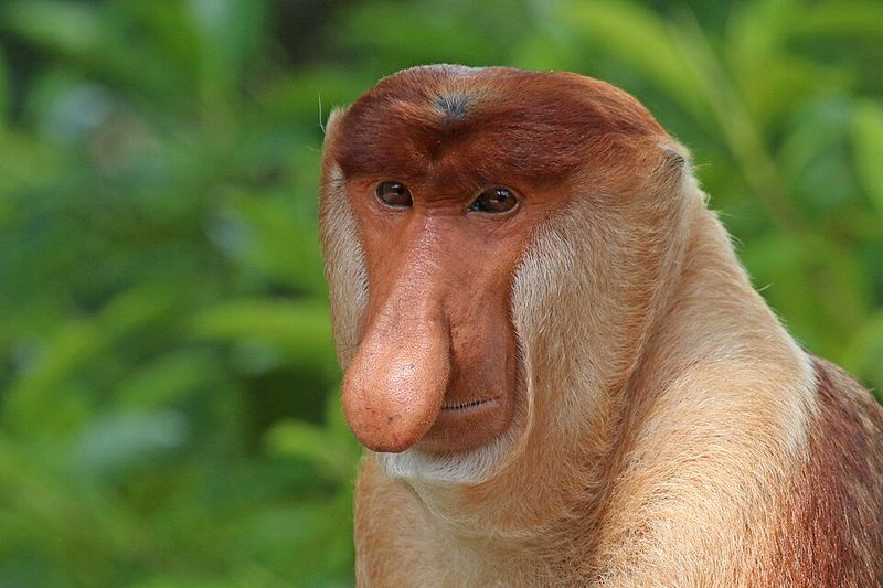 Proboscis Monkey Proboscis Monkey