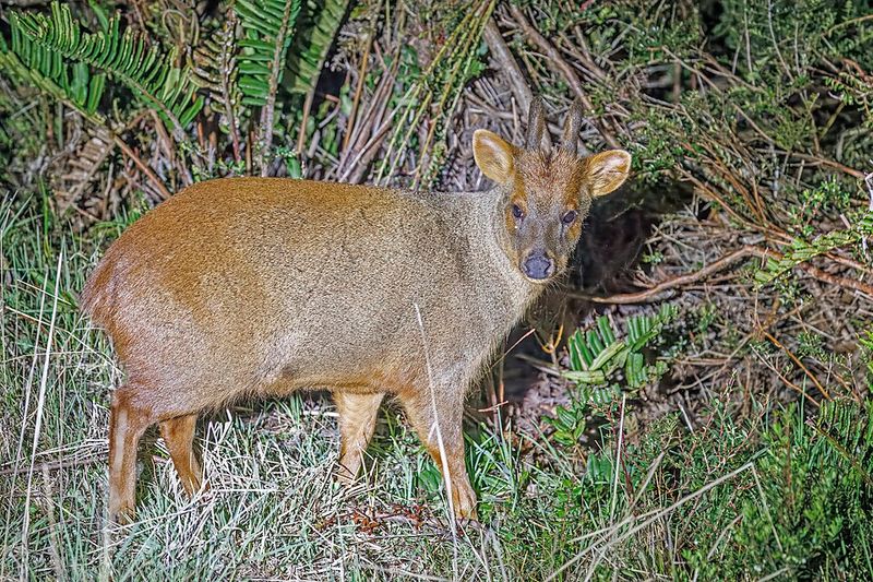 Pudu Pudu