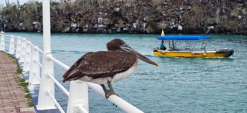 Puerto Ayora, Santa Cruz Island, Galápagos, Ecuador