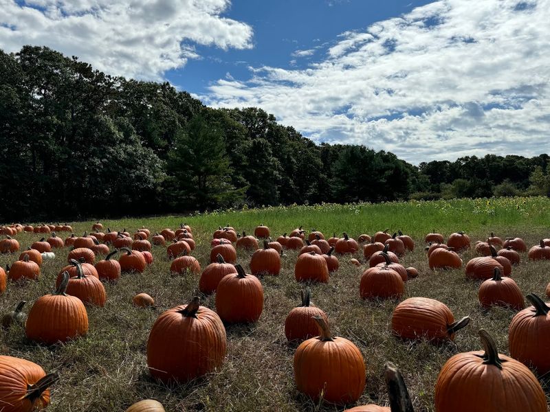 Pumpkin Patch and Fall Activities