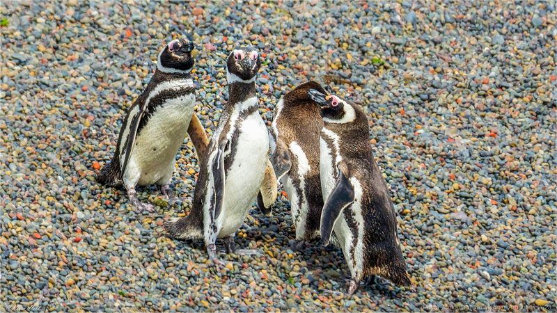 Punta Tombo, Argentina