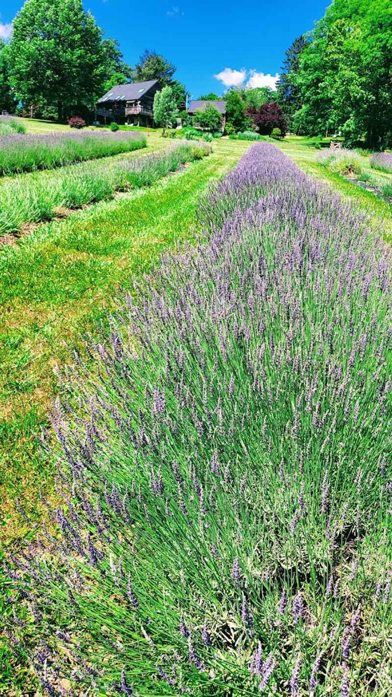 Purple as Far as the Eye Can See: The Atmosphere of the Fields