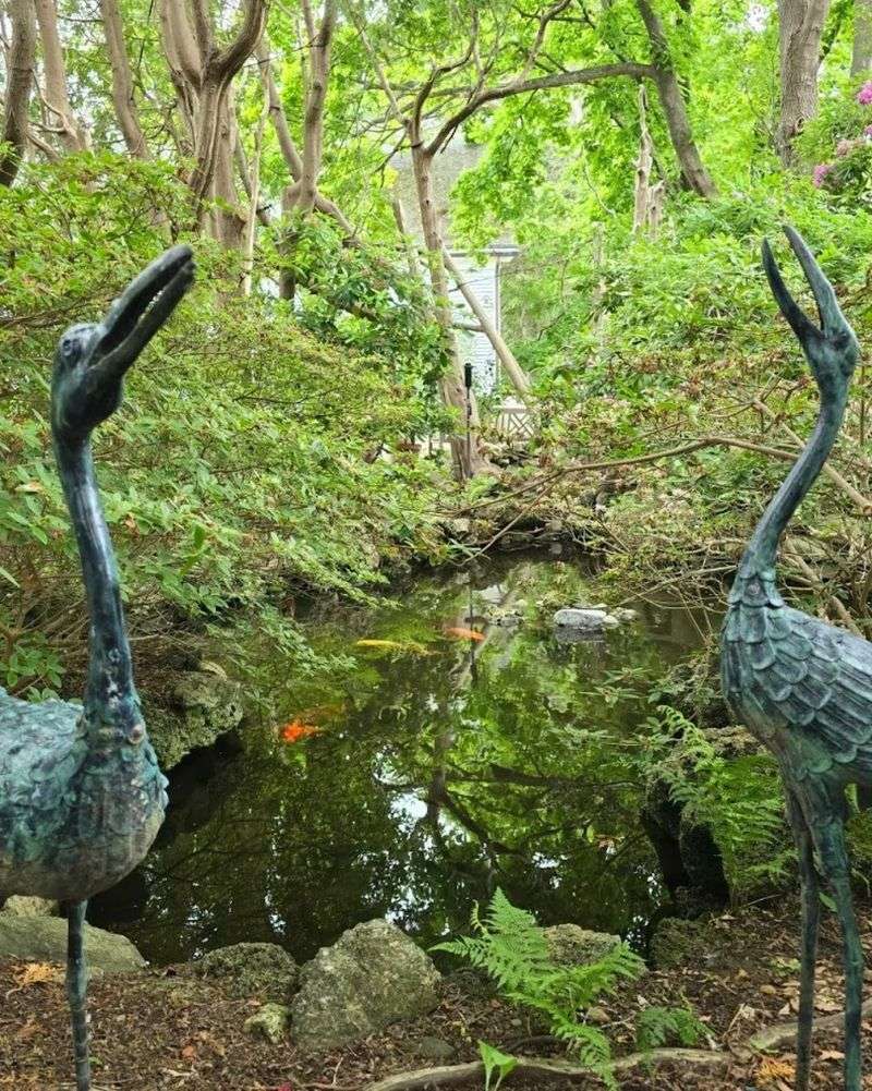Quiet Waters and Koi: The Japanese Garden's Unexpected Serenity