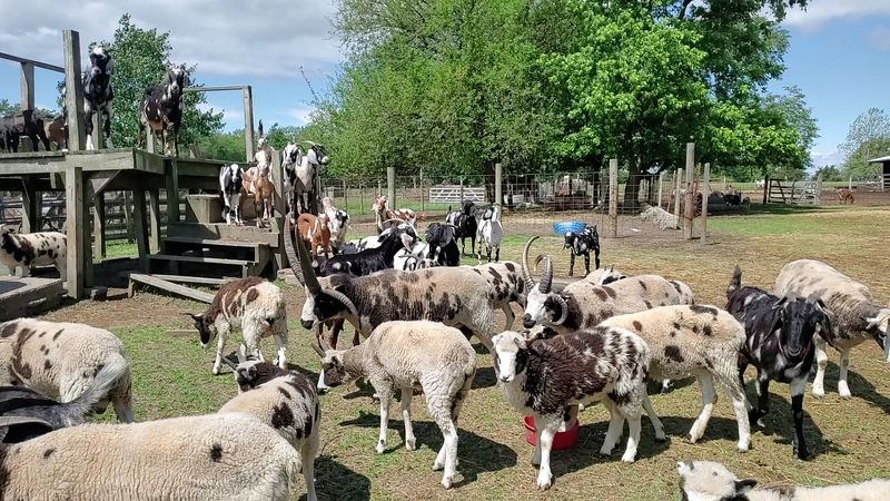 Rainbow Ranch Petting Zoo & Exotic Animal Farm — Nashville, Illinois