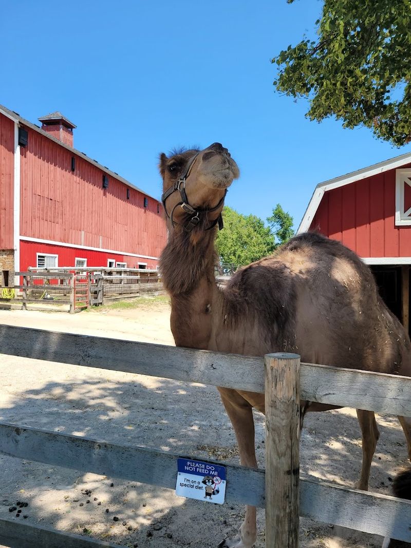 Randall Oaks Zoo — West Dundee, Illinois
