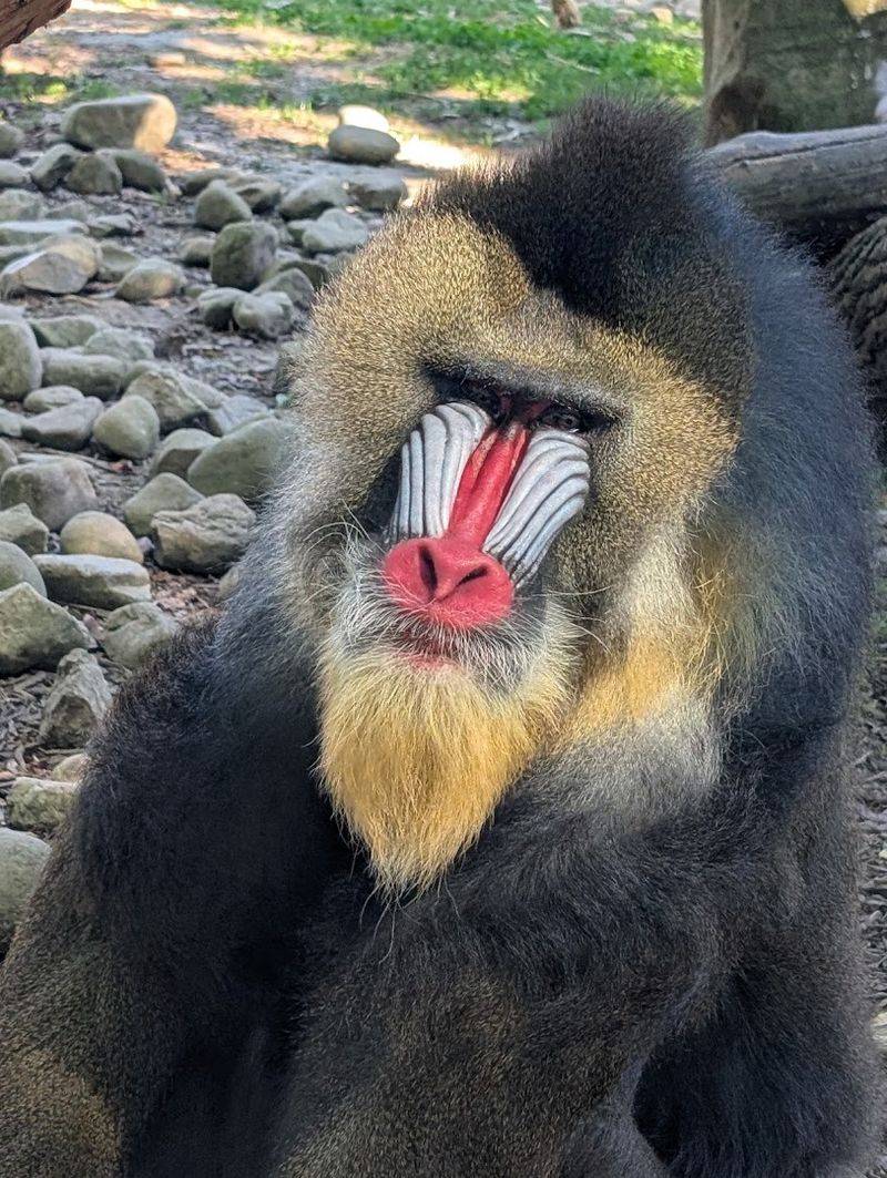 Rare and Remarkable: The Animals You Will Not Forget Rare and Remarkable: The Animals You Will Not Forget