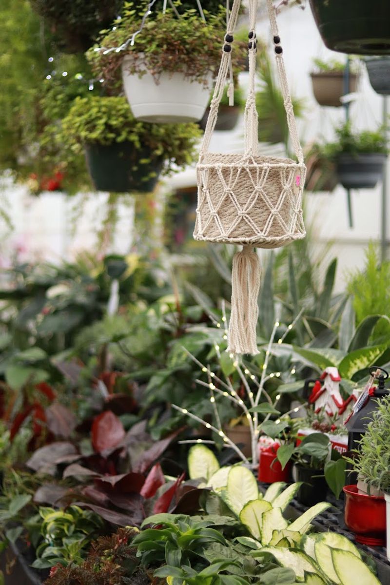 Rare and Unusual Plants for the Serious Collector Rare and Unusual Plants for the Serious Collector