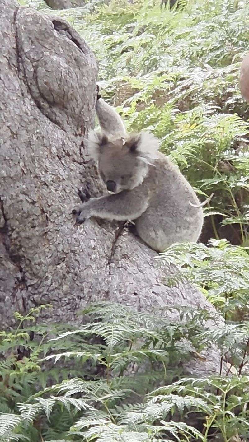 Raymond Island Koala Trail, Raymond Island, Victoria Raymond Island Koala Trail, Raymond Island, Victoria