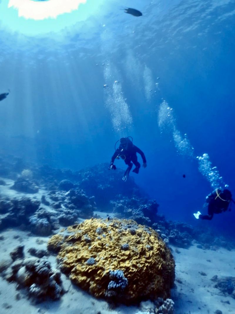 Red Sea Coral Reefs - Egypt Red Sea Coral Reefs - Egypt