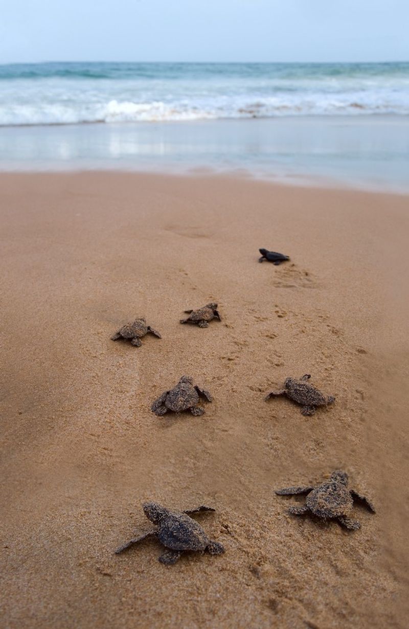 Rekawa Beach, Tangalle, Southern Province, Sri Lanka