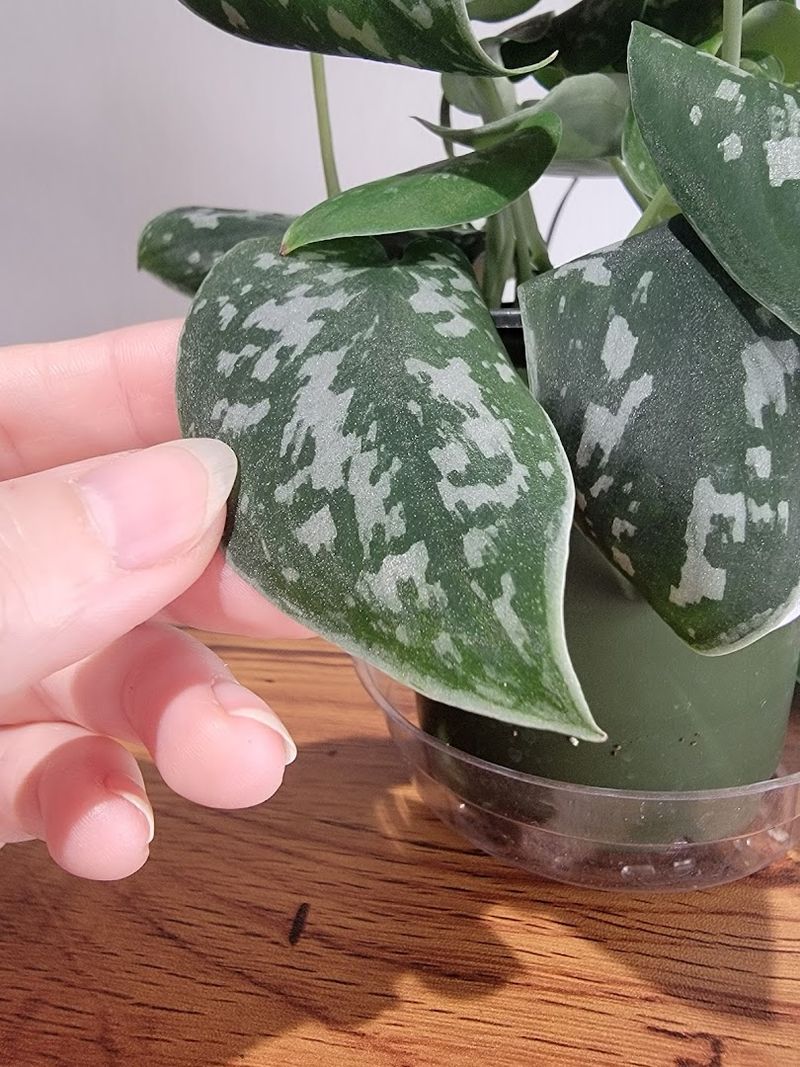 Repotting Services for Plants That Need a Fresh Start Repotting Services for Plants That Need a Fresh Start