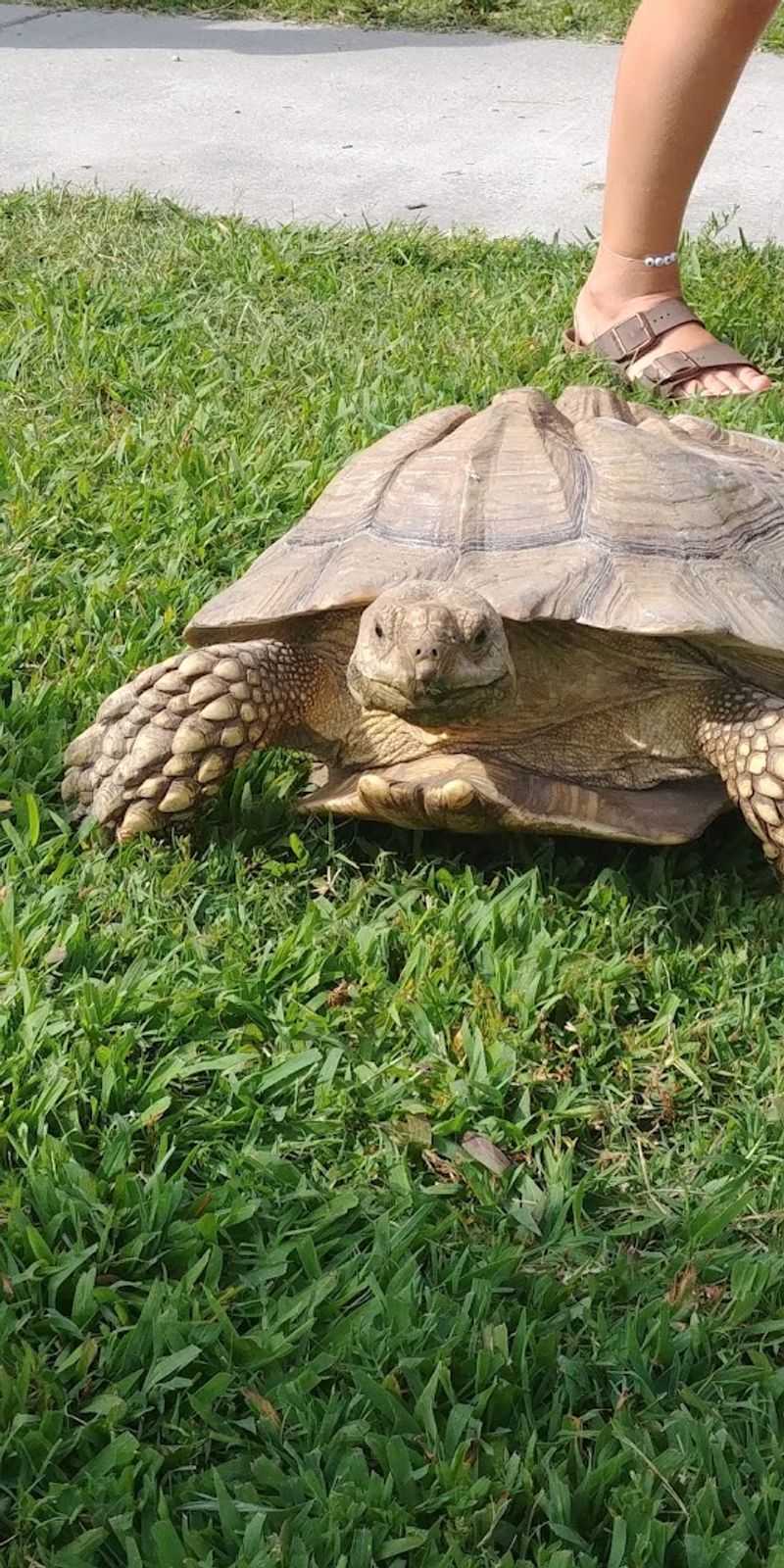 Reptiles, Turtles, and the Educational Side of the Farm