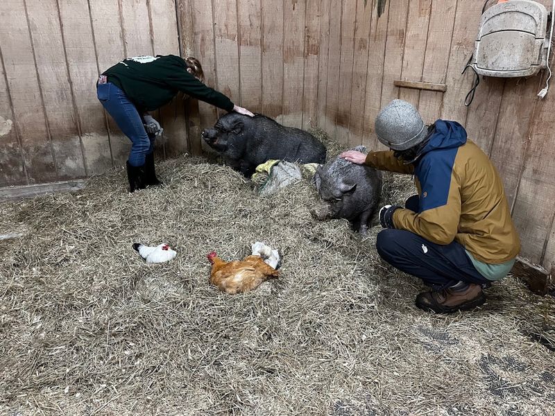 Rescues, Adoptions, and a Wider Animal Community