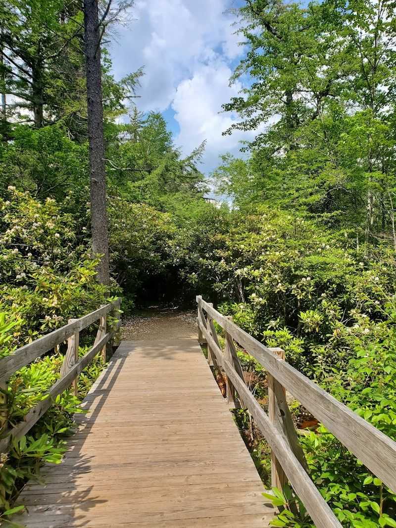 Rhododendron State Park, Fitzwilliam, New Hampshire