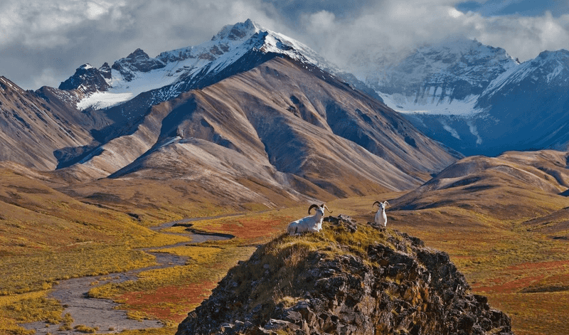Ride Into Denali National Park For A Chance To See Alaska's Big Wildlife