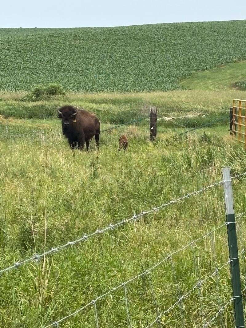 Riding and Walking Through the Bison Herd