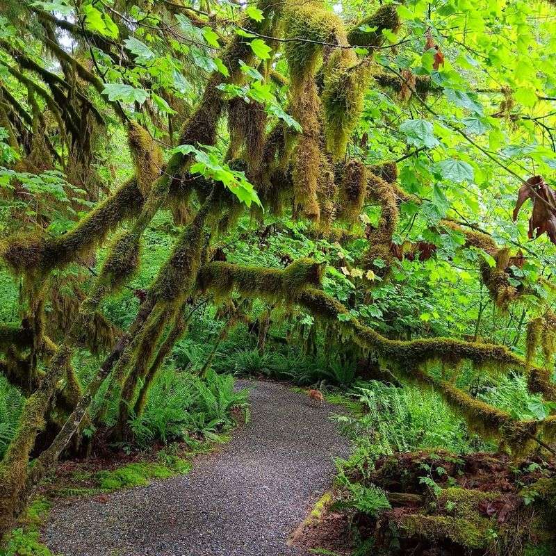 Rockport State Park: Old-Growth Forest That Feels Like Another World