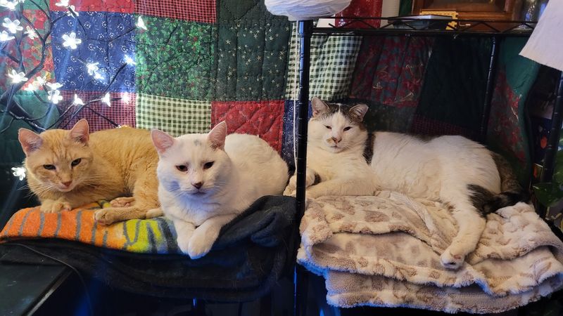 Room For Cats With Special Needs Room For Cats With Special Needs