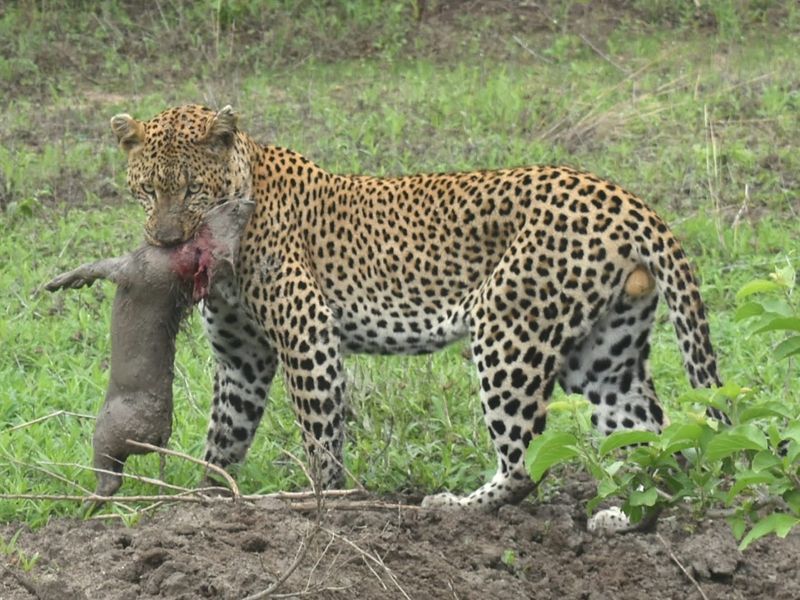 Ruaha National Park, Iringa Region, Tanzania