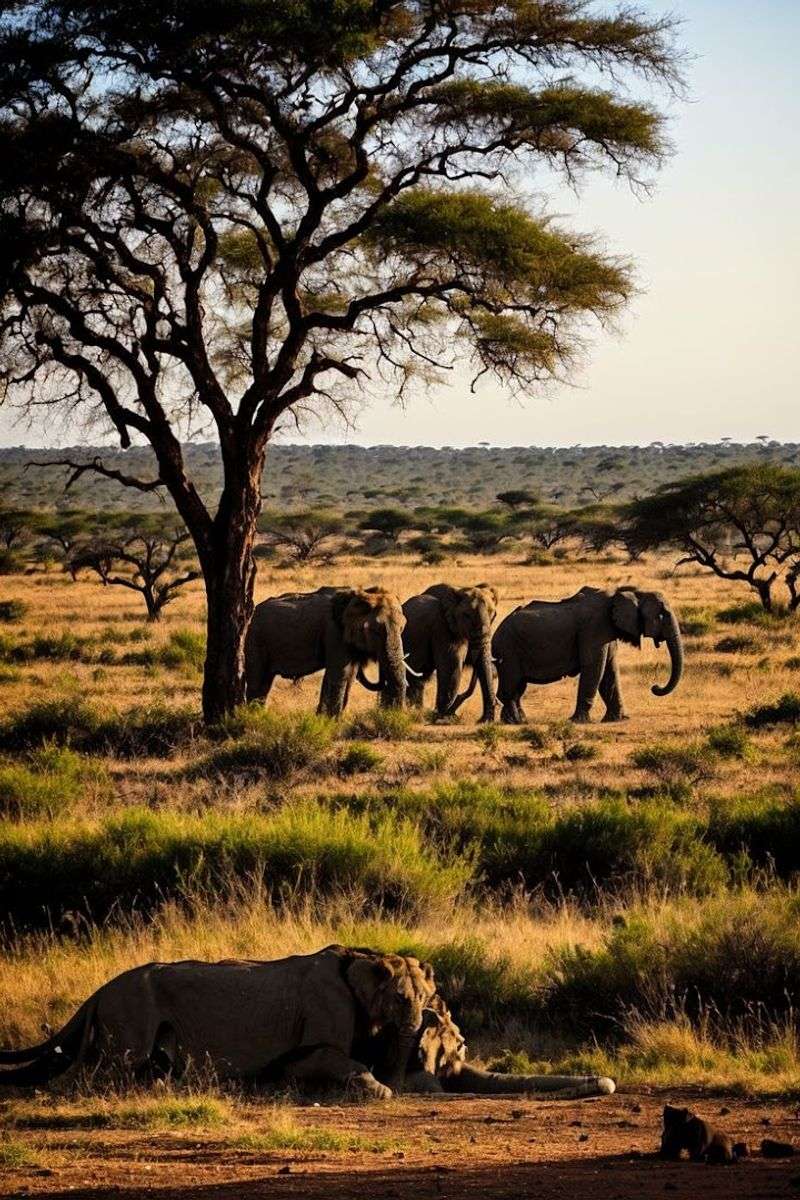 Ruaha National Park, Tanzania