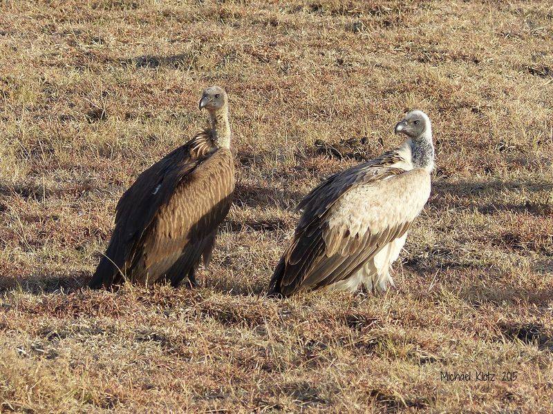 Ruppell's Griffon Vulture