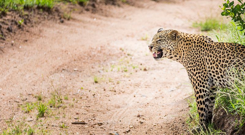 Sabi Sand Game Reserve, Mpumalanga, South Africa