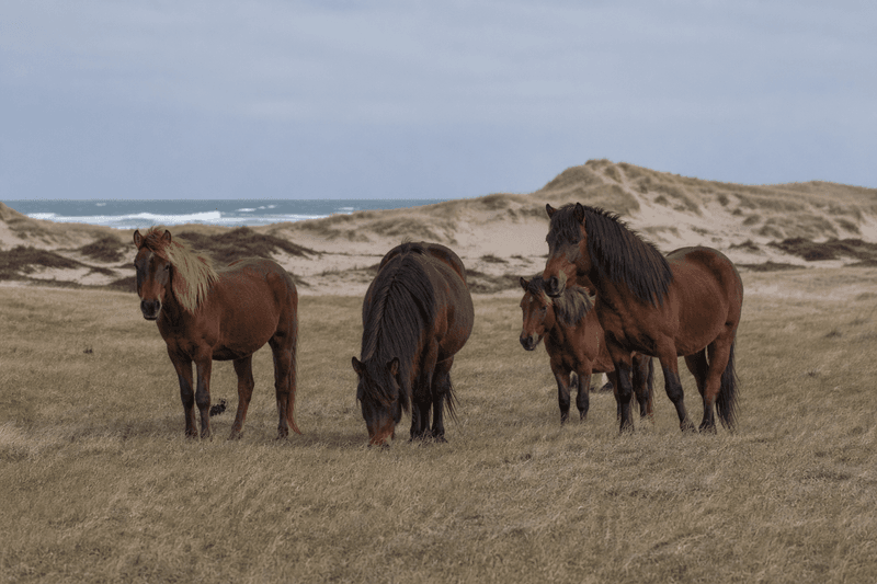 Sable Island, Nova Scotia, Canada Sable Island, Nova Scotia, Canada