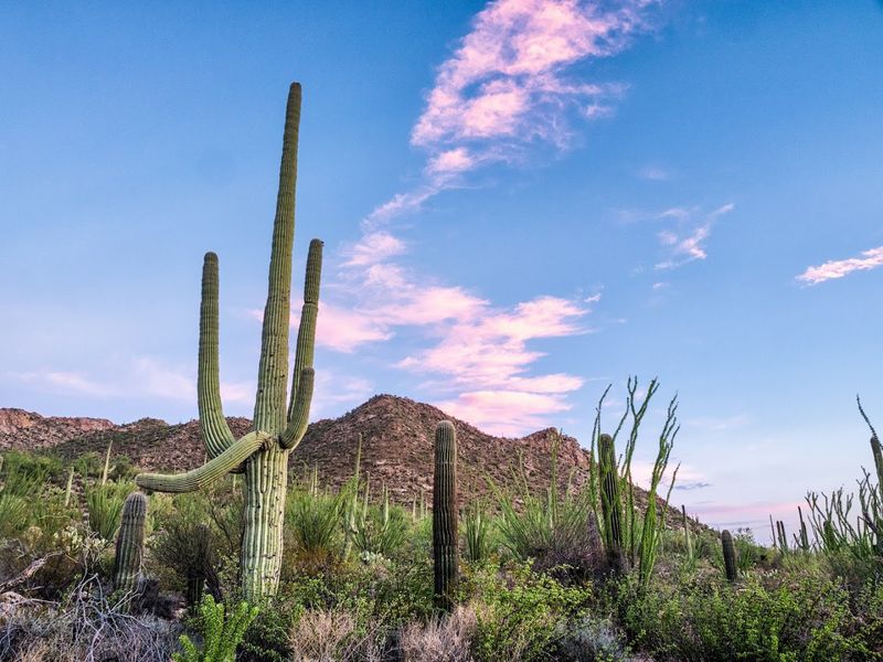 Saguaro National Park, Arizona Saguaro National Park, Arizona