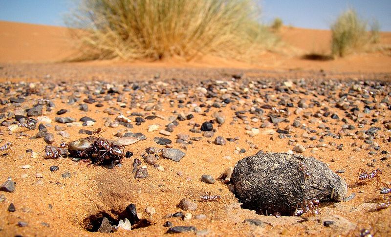 Sahara Silver Ant