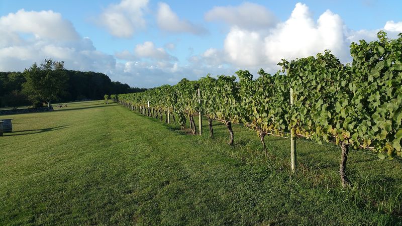 Sakonnet Vineyard, Little Compton