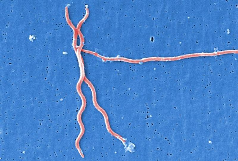 Scientists Investigated the First Lyme Disease Cases