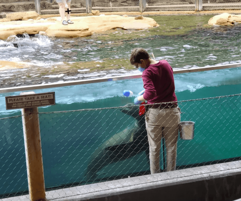 Sea Lion Shows That Draw a Crowd Sea Lion Shows That Draw a Crowd