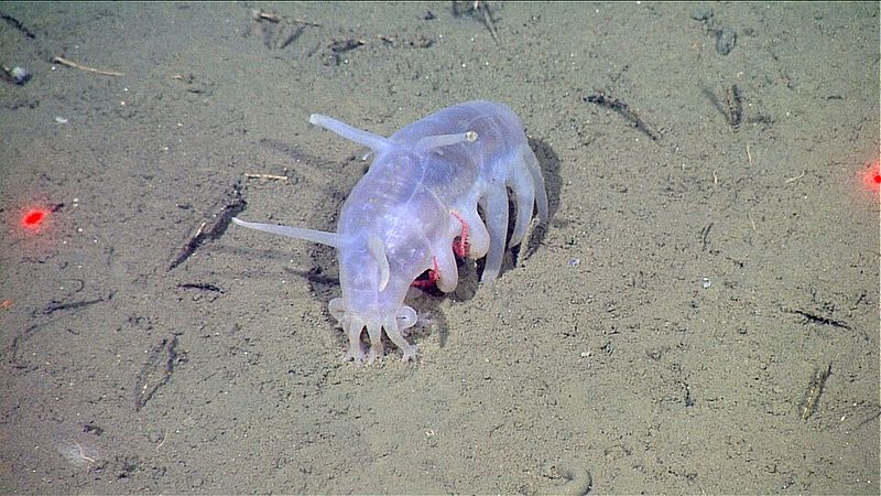 Sea Pig Sea Pig