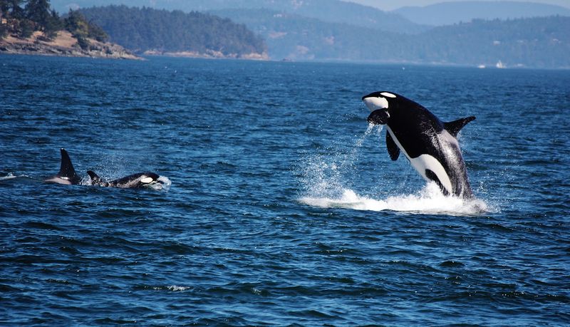 Search For Orcas And Marine Life In The San Juan Islands, Washington