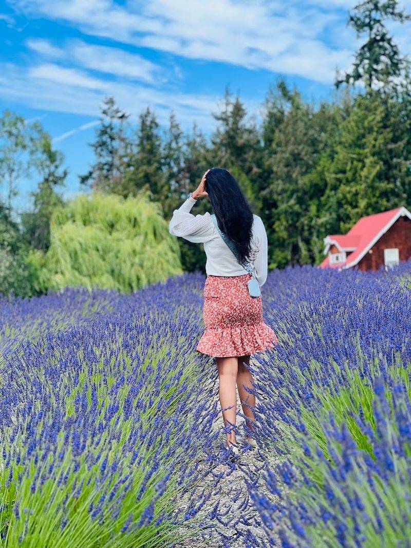 Sequim Lavender Weekend, Sequim, Washington Sequim Lavender Weekend, Sequim, Washington