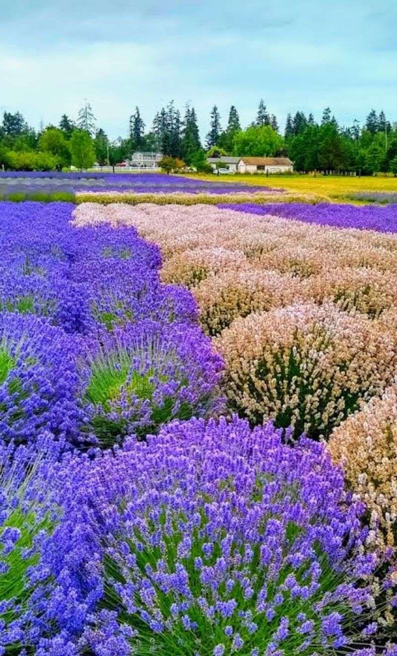 Sequim, Washington Sequim, Washington