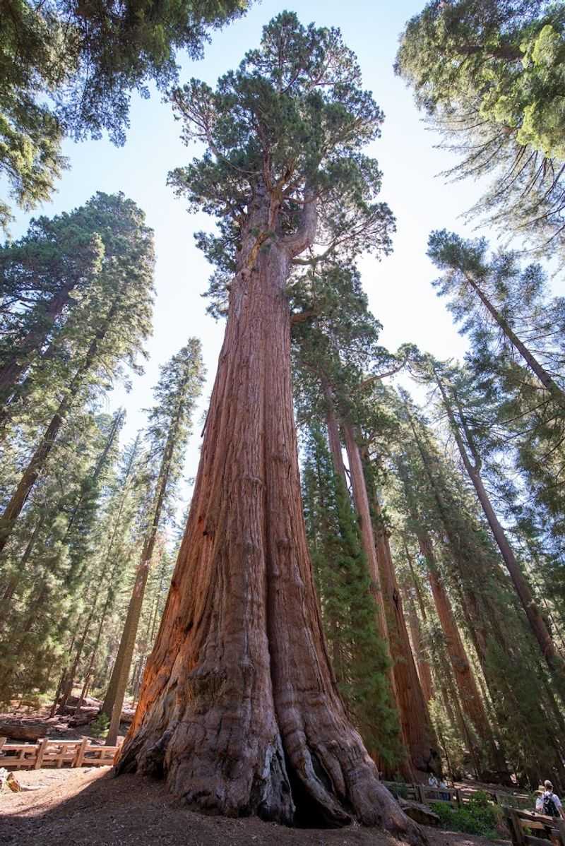 Sequoia National Park, California Sequoia National Park, California