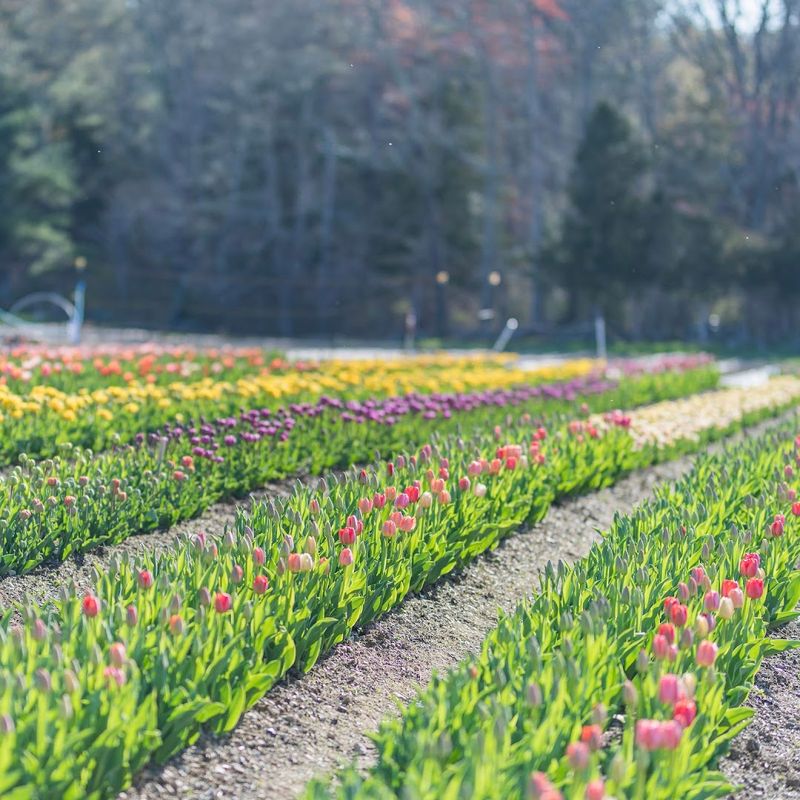 Seven Acres of Growing Land Seven Acres of Growing Land