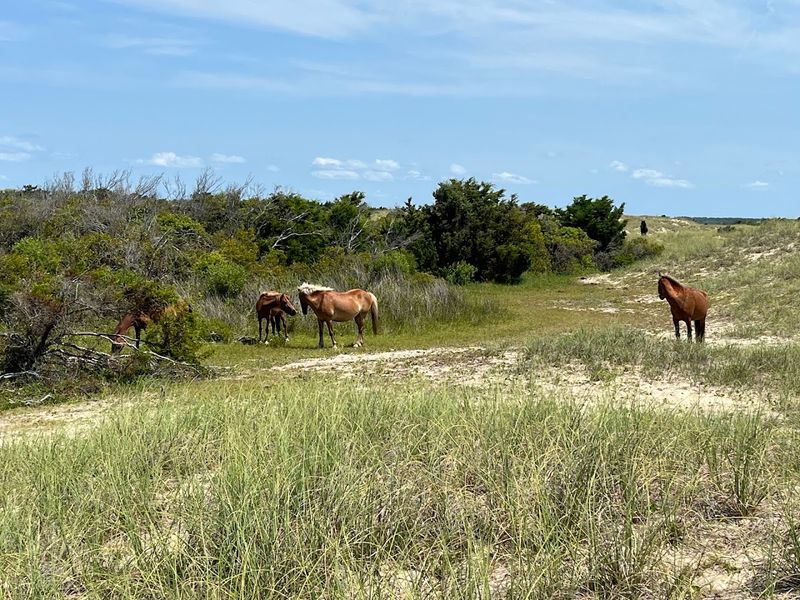 Shackleford Banks – North Carolina Shackleford Banks – North Carolina