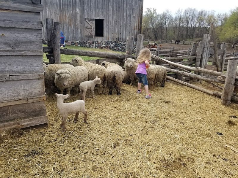 Sheep, Pigs, and Chickens Roaming the Grounds