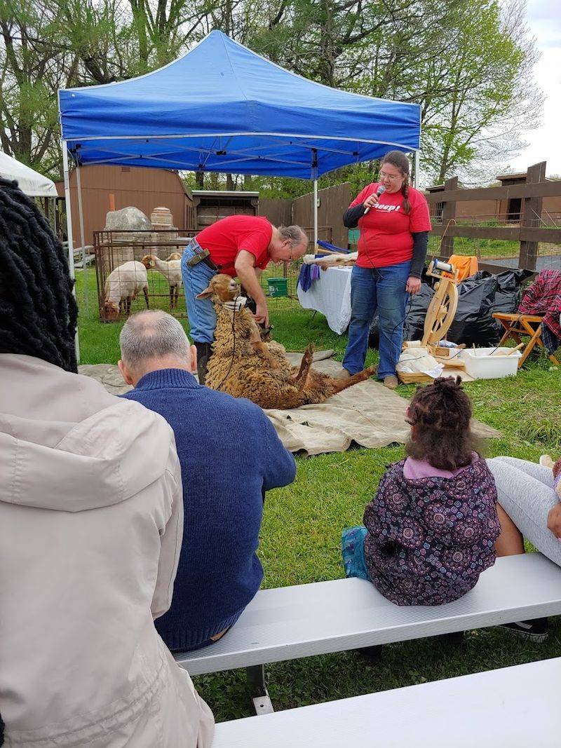 Sheep Shearing Day Is the Kind of Event You Do Not Forget Sheep Shearing Day Is the Kind of Event You Do Not Forget