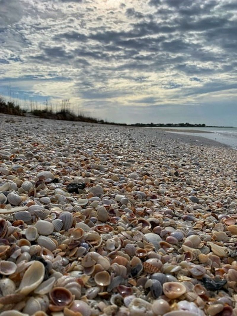 Shell Collecting and Shark Teeth Hunting